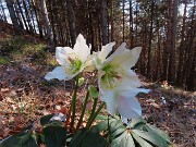 20 Helleborus niger (Ellebori) in piena fioritura
